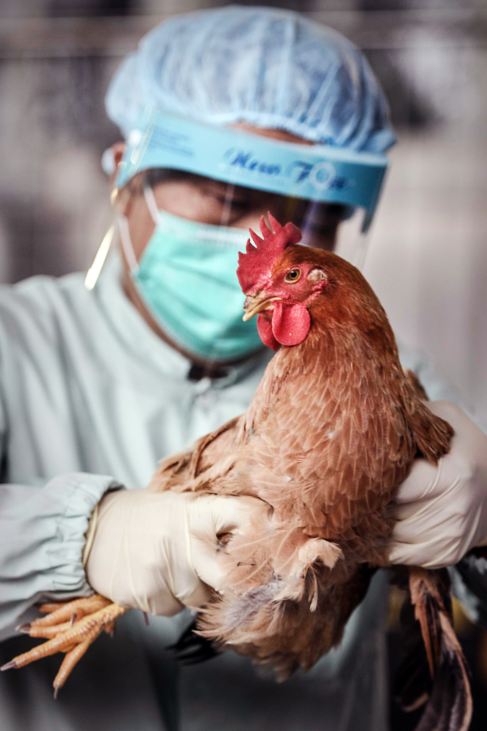 Bird Flu Image