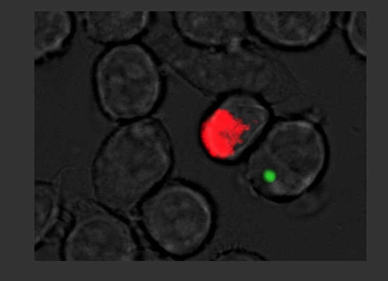 Penn State researchers developed antibiotic compounds that stopped Franscisella Tularensis, a virulent strain bacteria used in biowarfare, from spreading in animal cells.