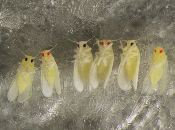 The team's CRISPR technique generated mutations that resulted in juvenile insects with white eyes that turned red as they developed into adults. The mutations were passed on to offspring, which means that a change can be made that is inherited by future generations IMAGE: JASON RASGON, PENN STATE
