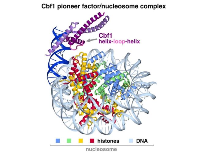 New research by researchers at Penn State and Ohio State helps explain how proteins called pioneer factors are able to open up the typically dense genetic material within our cells, packaged into complexes called nucleosomes. This image depicts the molecular structure of the yeast Cbf1 pioneer factor interacting with both DNA and histone components of the nucleosome. Credit: Song Tan lab / Penn State. All Rights Reserved.