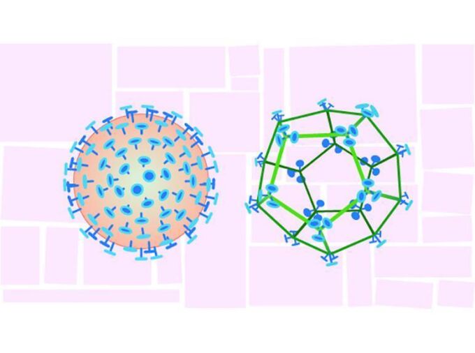 Researchers have demonstrated proof-of-principle of a protein-based intranasal vaccine platform, called SpyCage, that could eventually help to prevent infection and transmission of respiratory viruses, like SARS-CoV-2. Image shows an illustration of the SpyCage vaccine platform, on right, decorated with a portion of the spike protein from SARS-CoV-2, next to an illustration of the virus. Credit: Dani Zemba / Penn State. Creative Commons