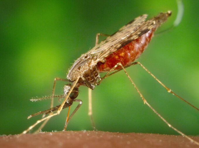 IMAGE: U.S. CENTERS FOR DISEASE CONTROL