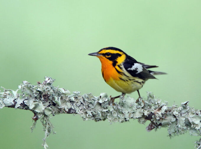 According to a new study, the evolution of two color-related genes helps explain the striking diversity in colors and patterns among wood warblers, like the blackburnian warbler pictured here. IMAGE: DARRELL COCHRAN