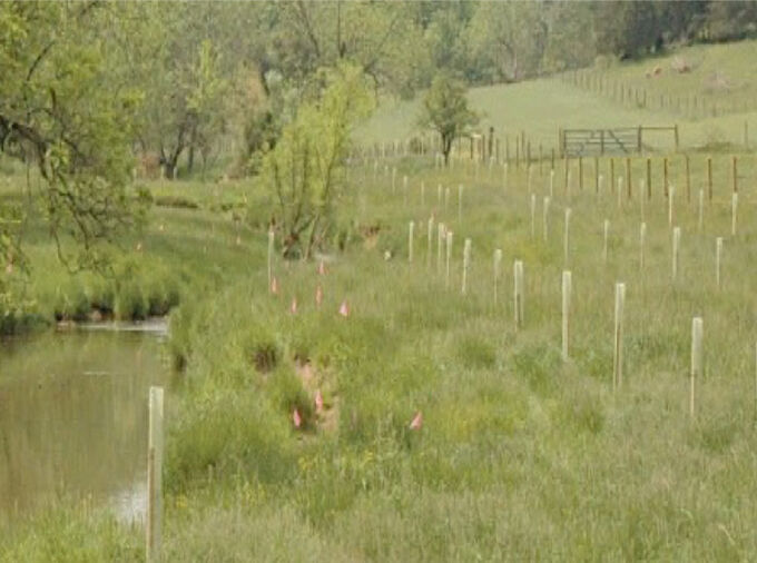 Riparian buffer designs studied included widths of 35 to 100 feet, some all grass, some all trees, and some — like the one shown — both trees and grass. On some, the effects of harvesting grass every year and trees every three years were modeled. IMAGE: ROB BROOKS/PENN STATE