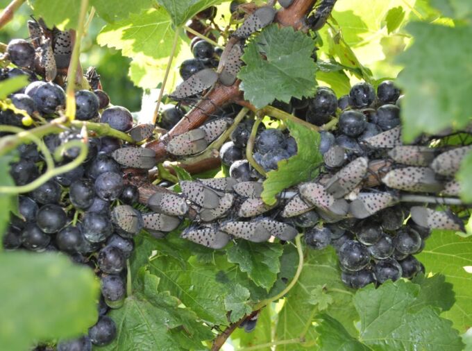An online survey and associated map will help vineyard owners, farmers, researchers and extension educators track infestations of spotted lanternflies, such as these adults feeding on grape vines. Credit: Erica Smyers / Penn State. All Rights Reserved.