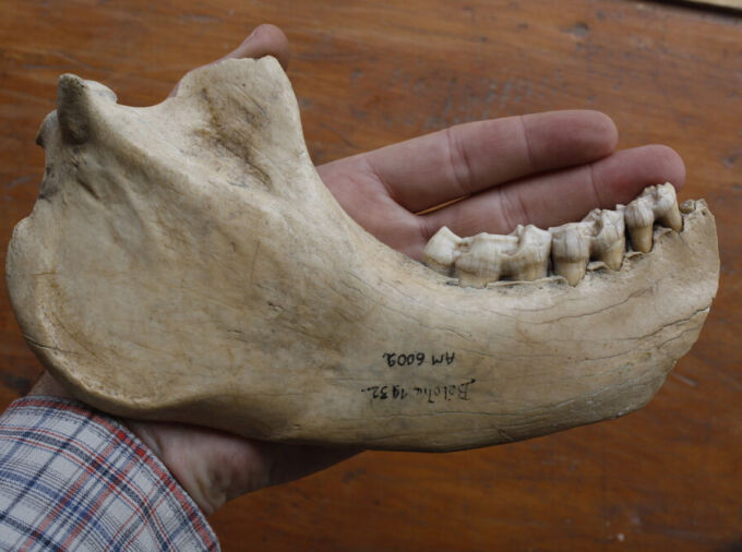 Part of the collection of the Laboratory of Primatology and Paleontology at the University of Antananarivo, the jawbone that the team used in its study had originally been discovered at Beloha Anavoha in southern Madagascar. Carbon-14 dating, a commonly used method for determining the age of archeological artifacts of a biological origin, revealed that the M. edwardsi jawbone was about 1,475 years old. IMAGE: GEORGE PERRY, PENN STATE