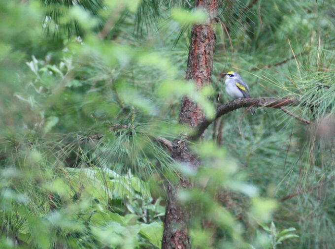 An extremely rare hybrid warbler with mismatched color patterns has allowed researchers to disentangle the genetic drivers of two traits that are usually inherited together. IMAGE: MARCELLA BAIZ, PENN STATE