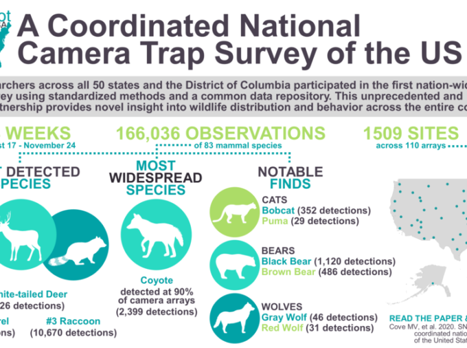 In 2019, researchers from all 50 states and the District of Columbia participated in the first nation-wide mammal survey using standardized methods and a common data repository. This unprecedented and inaugural partnership provides novel insight into wildlife distribution and behavior across the entire country. IMAGE: DAN HERRERA, SNAPSHOT USA