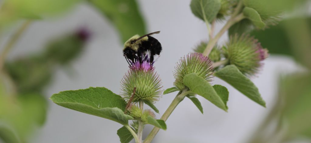 A bumble bee on a thistle.  Image credit: Darya Alvarez, Insect Biodiversity Center