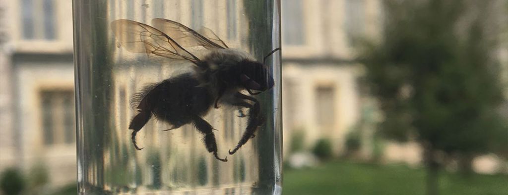 Bee in Vial