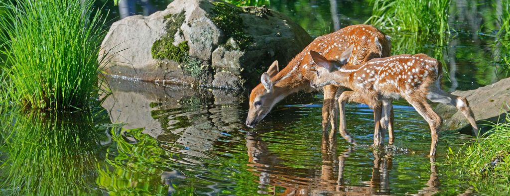 Two deer