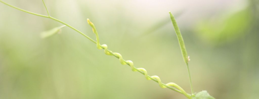 Parasitic Plant