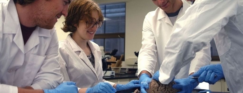 Four students disecting a brain