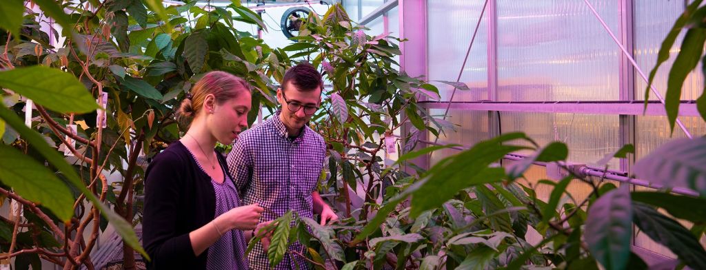 Students working in a greenhouse