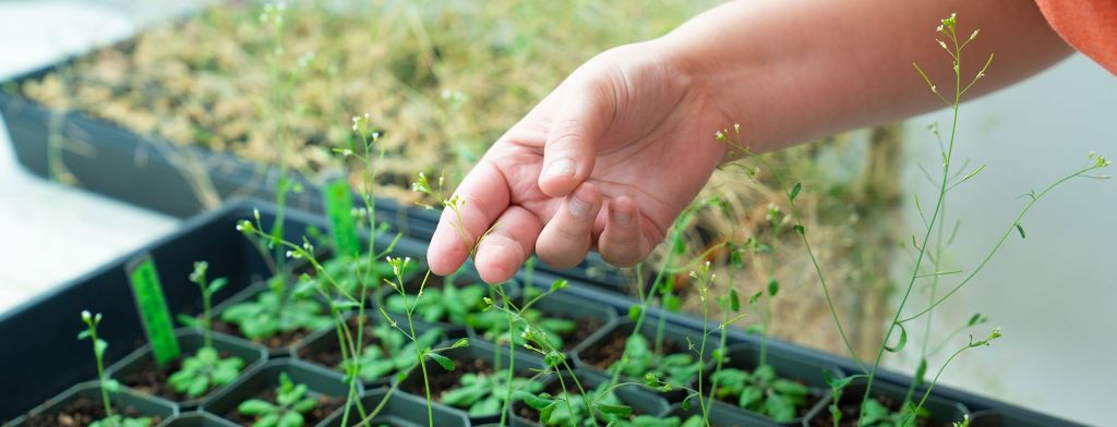 Student examining plant samples