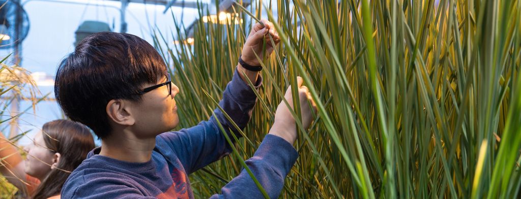 Student examining a plant