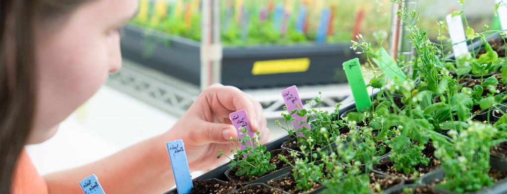 Student examining plant samples