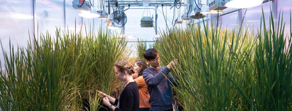 Students working in a greenhouse