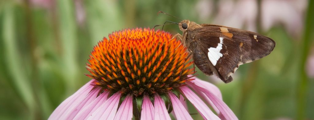 A butterfly on a flower by Nick Sloff