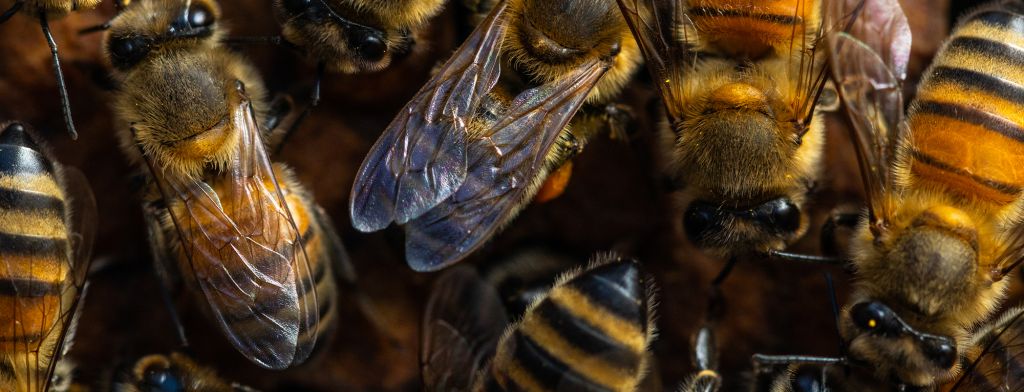 A group of Honeybees by Nick Sloff