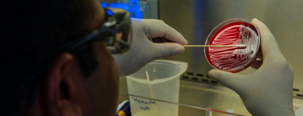 An image of a scientist swabbing a petri dish inside a biosafety cabinet.