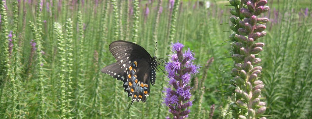 Photography of a Butterfly by Joe Keller