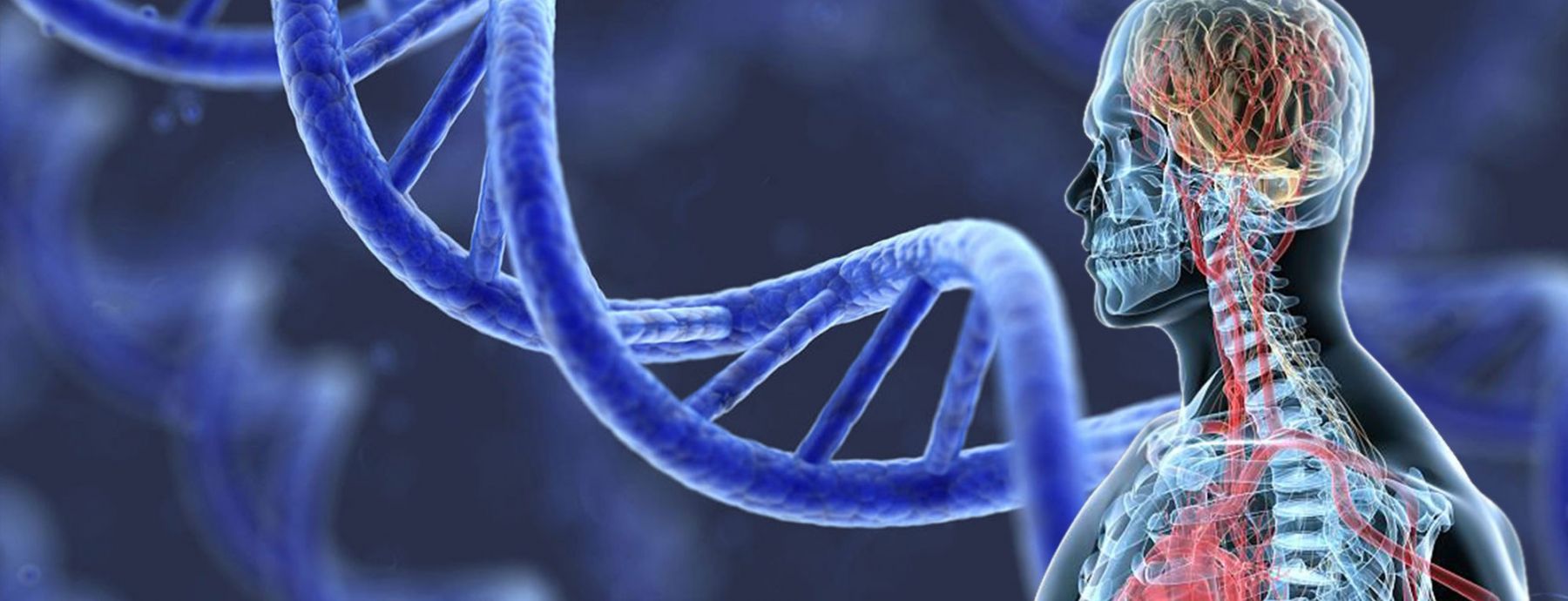 Artist's rendering of human body and large-scale DNA molecule.