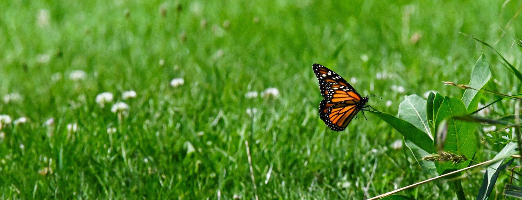 Hero image for the Center for Chemical Ecology - a monarch butterfly landing on milkweed | Photo: Jack Meyer