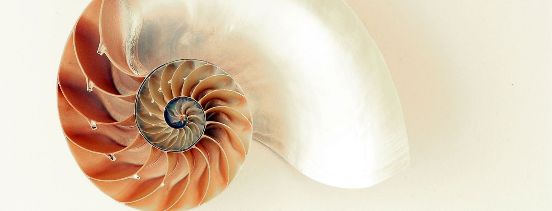 Nautilus Shell