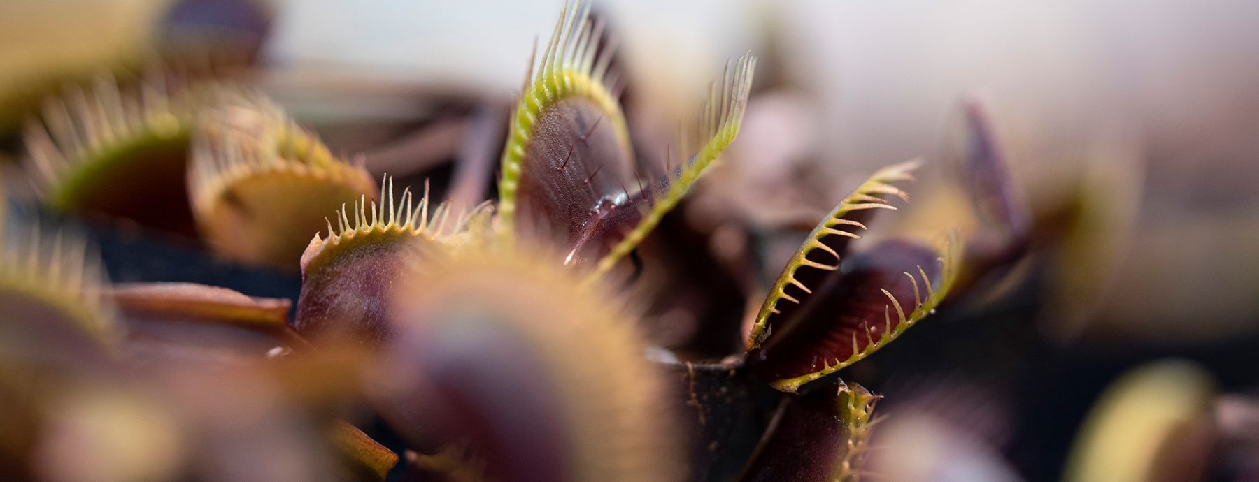 Venus Fly Trap