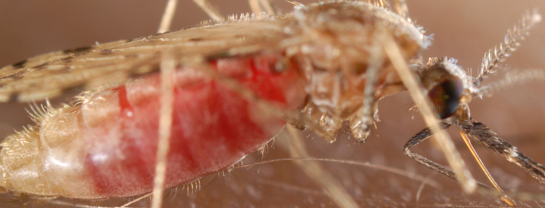 Feeding Mosquito