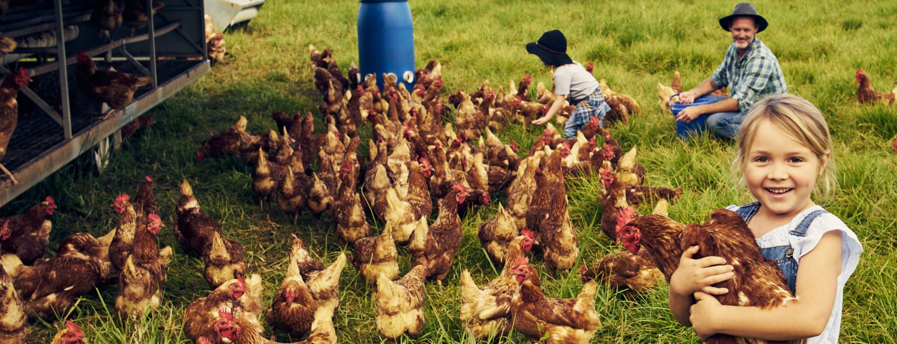 A family cares for a flock of chickens