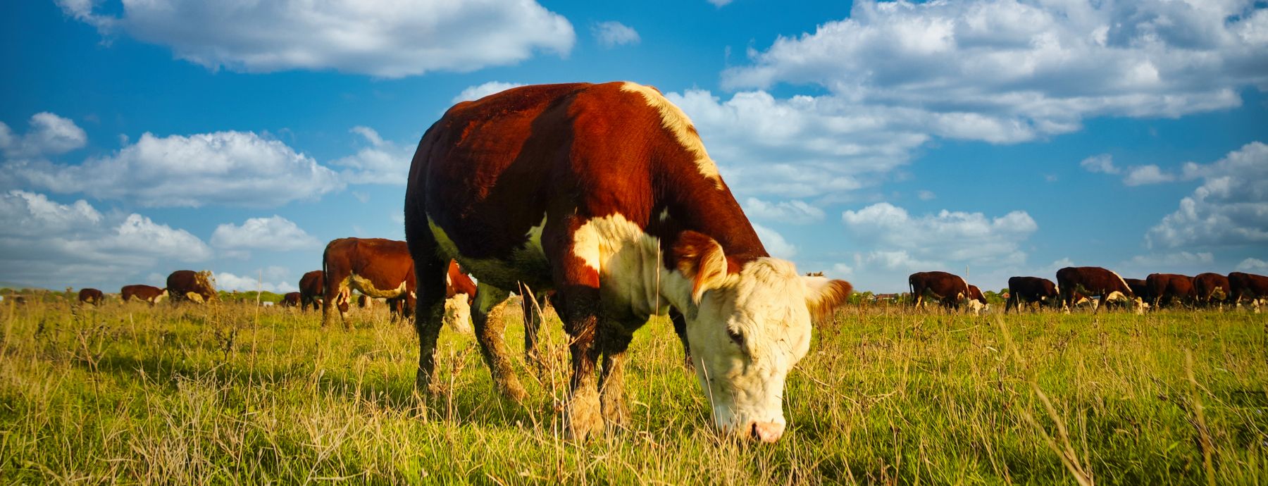 Beef cattle