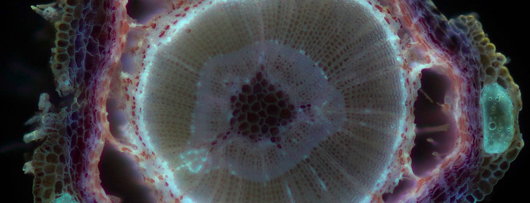 a lat image of a pine stem cross section with lots of variation in autofluorescence color