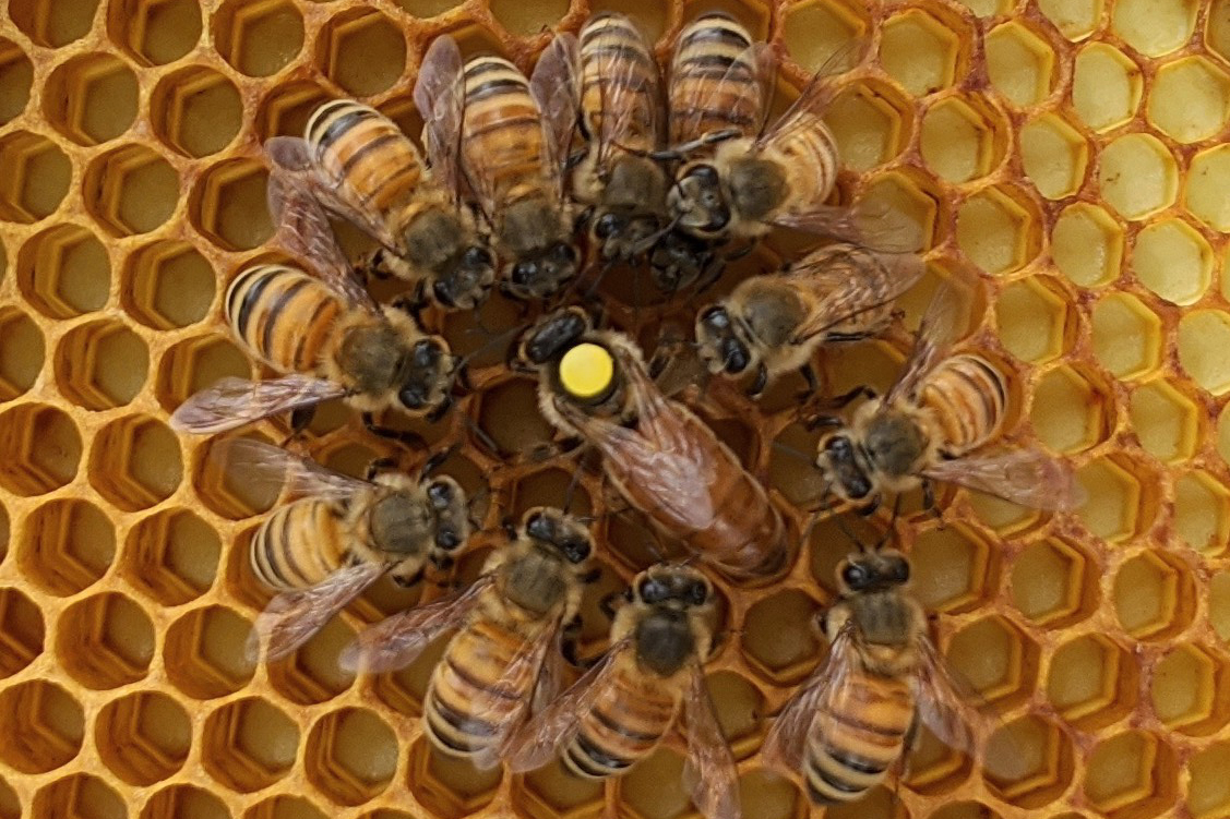 Queen bee with nurse worker bees