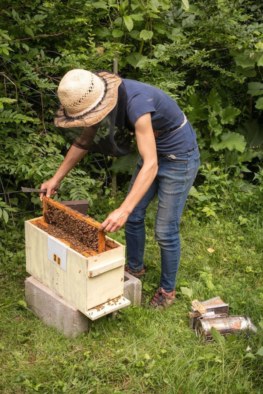 beekeeper examining a beehive