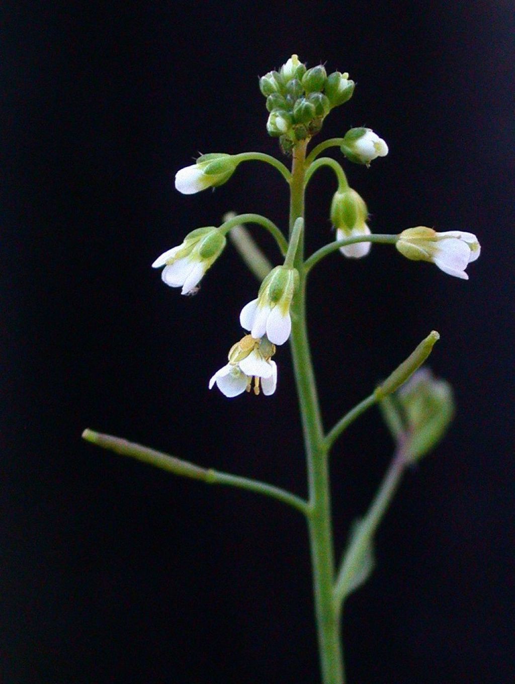 Arabidopsis thaliana