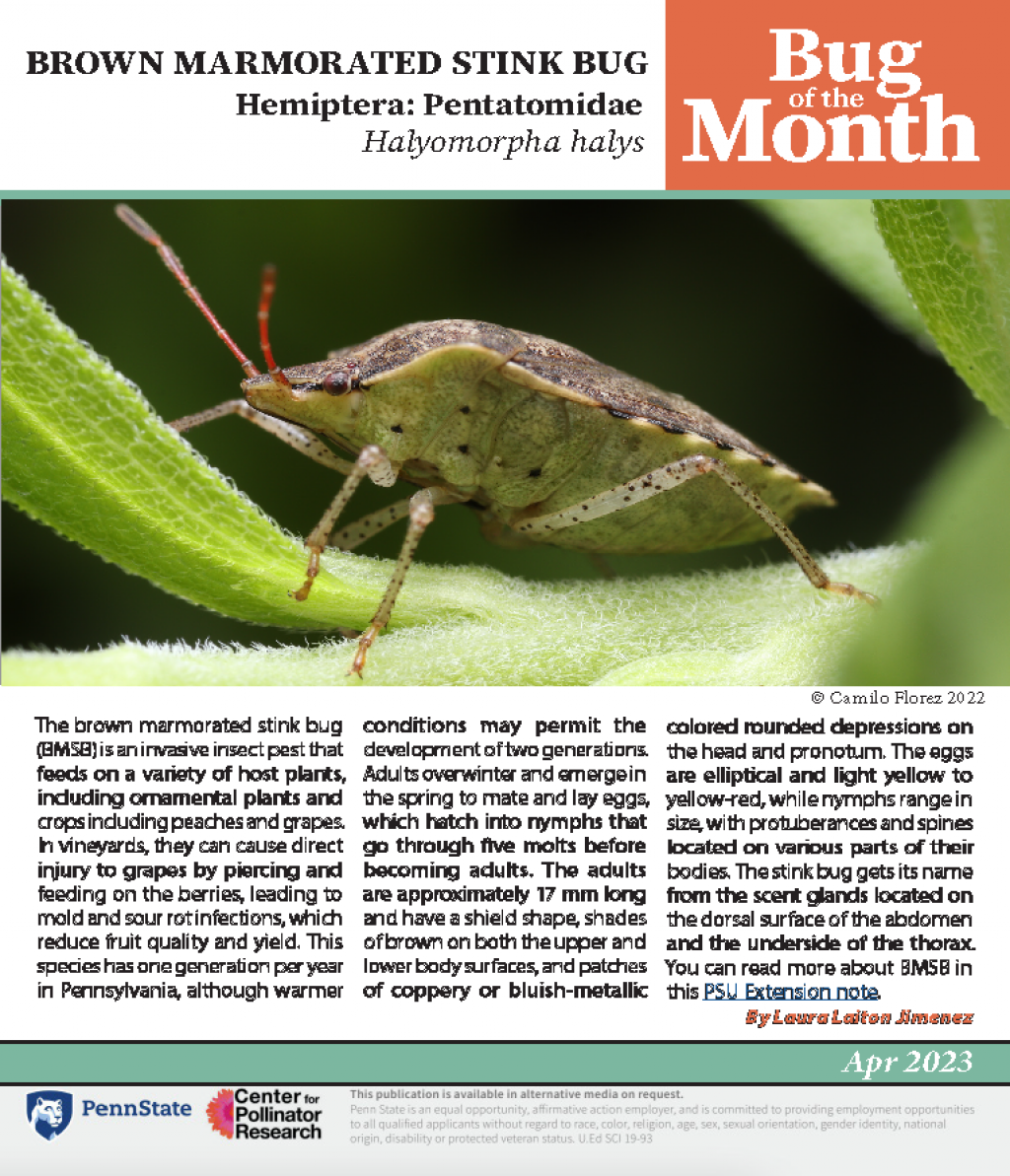 An adult brown marmorated stink bug on a leaf