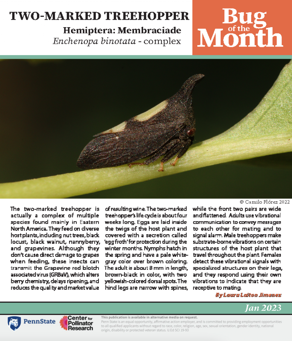 A two-marked treehopper sit on the stem of a leaf