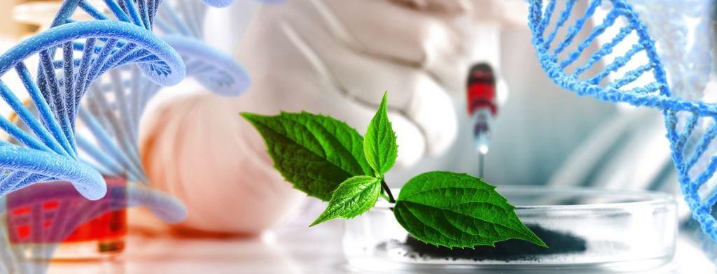 Banner image - a scientist's gloved hands injecting a syringe into a plant. DNA double helixes are overlaid on the sides of the image