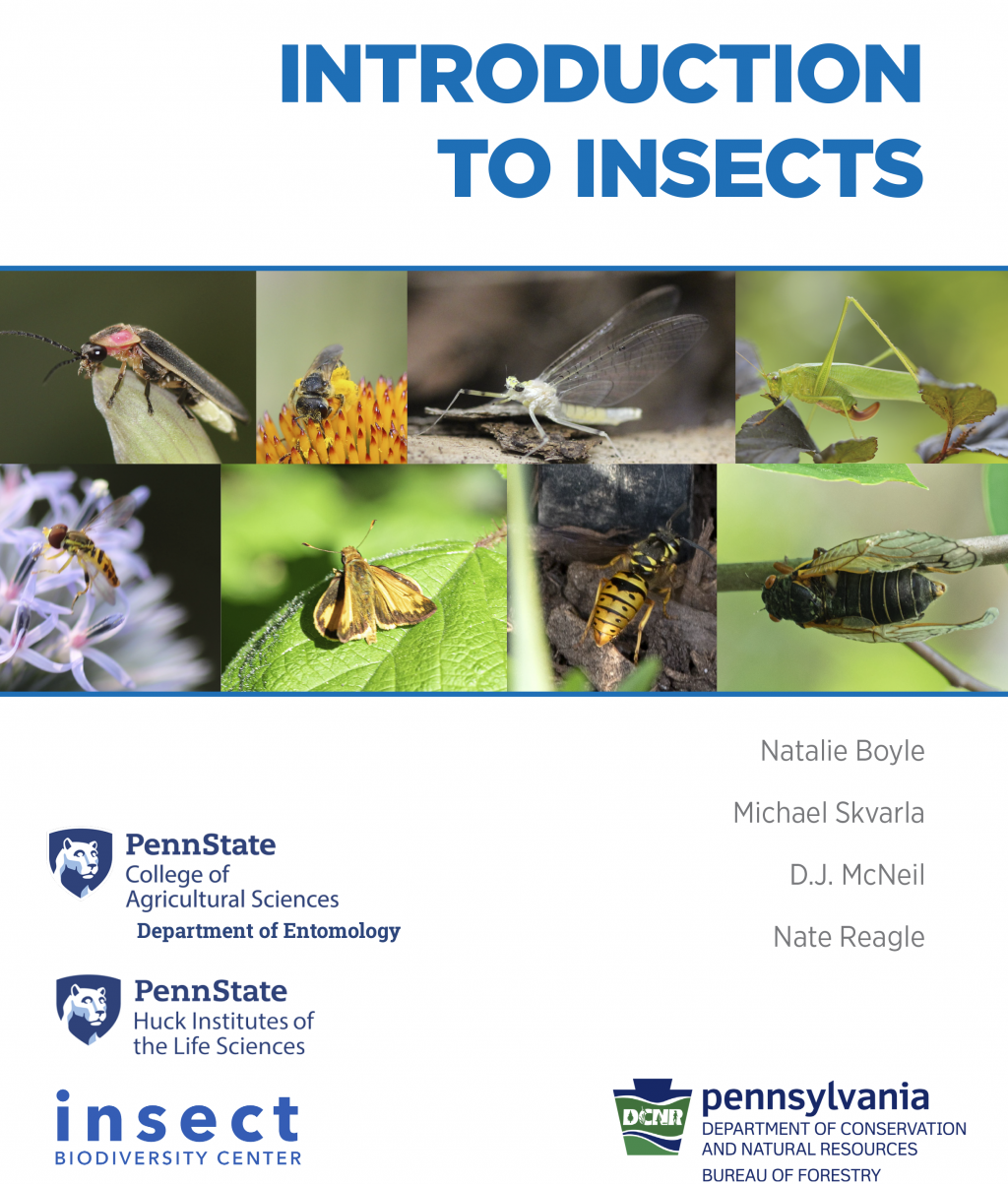 Introduction to Insects Cover