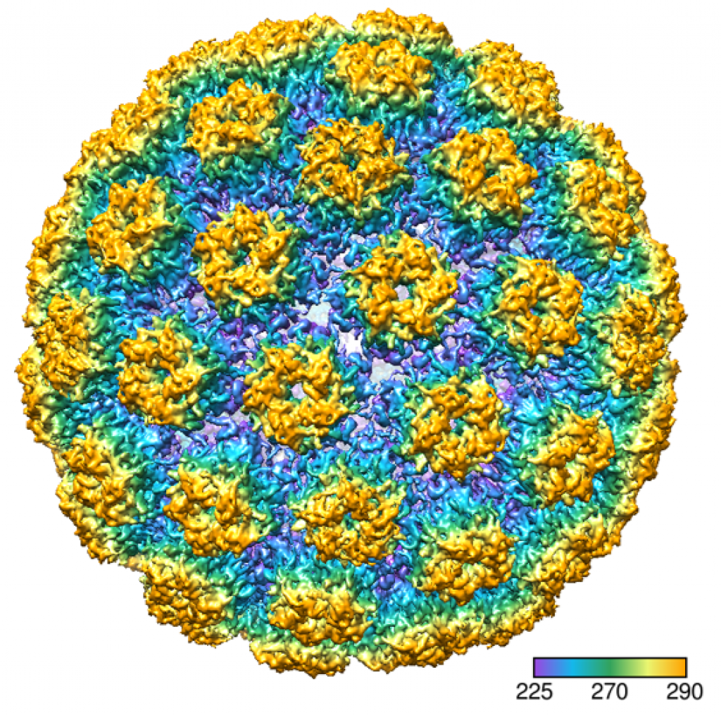 Mmu Pv1 colored radially