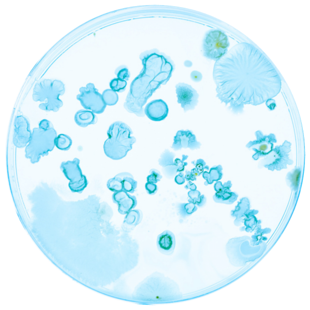 Bacteria growing on a petri dish.