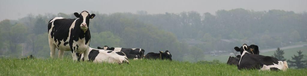 Holstein cows in pasture