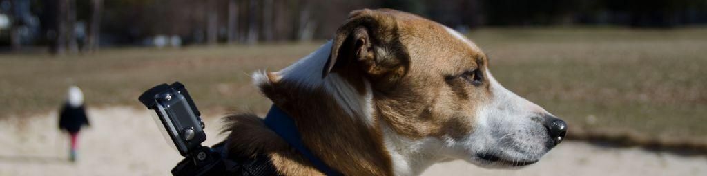 Dog with GoPro