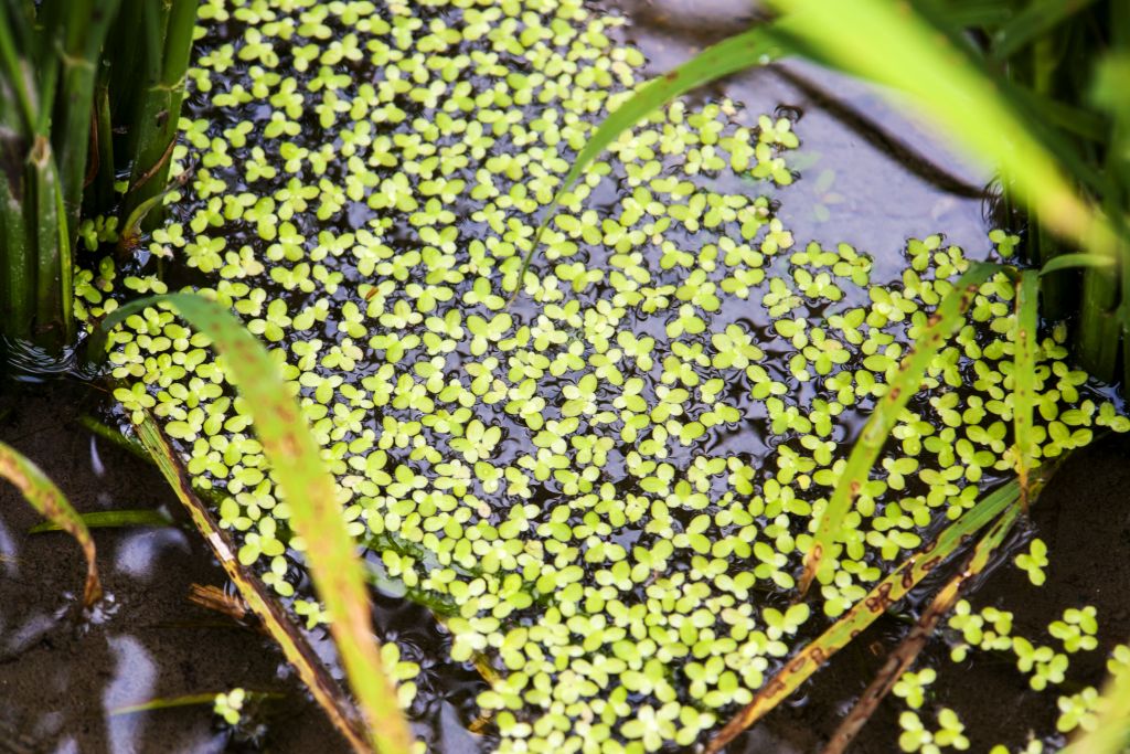 Spirodela polyrhiza
