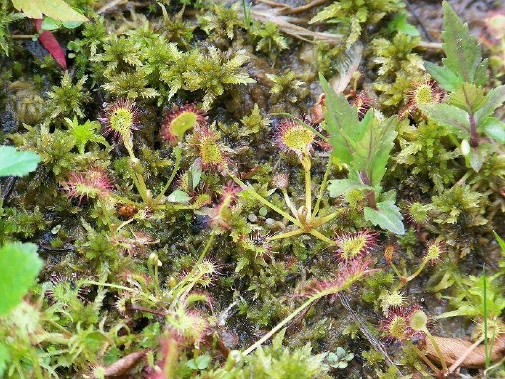 Sundew (Drosera rotundifolia) at a bog in Rothrock State Forest
