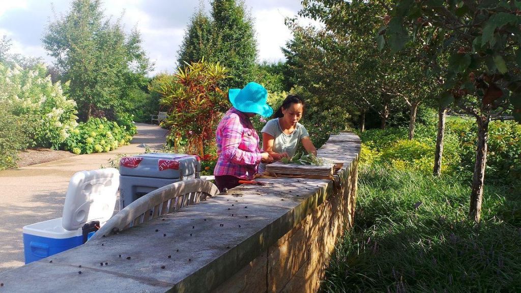 Uma Venkatesh and Nan Jiang press voucher specimens at The Arboretum at Penn State.