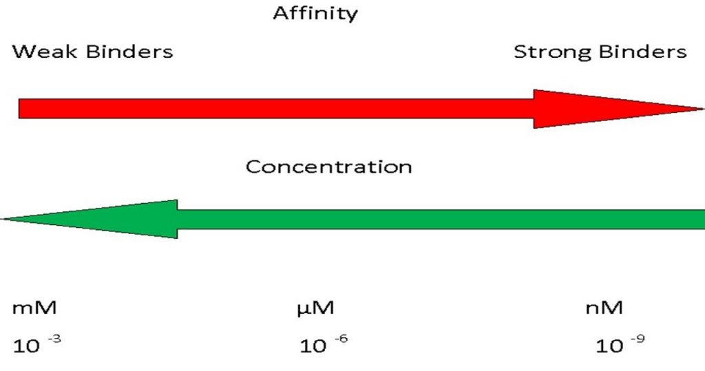 Binding Affinity