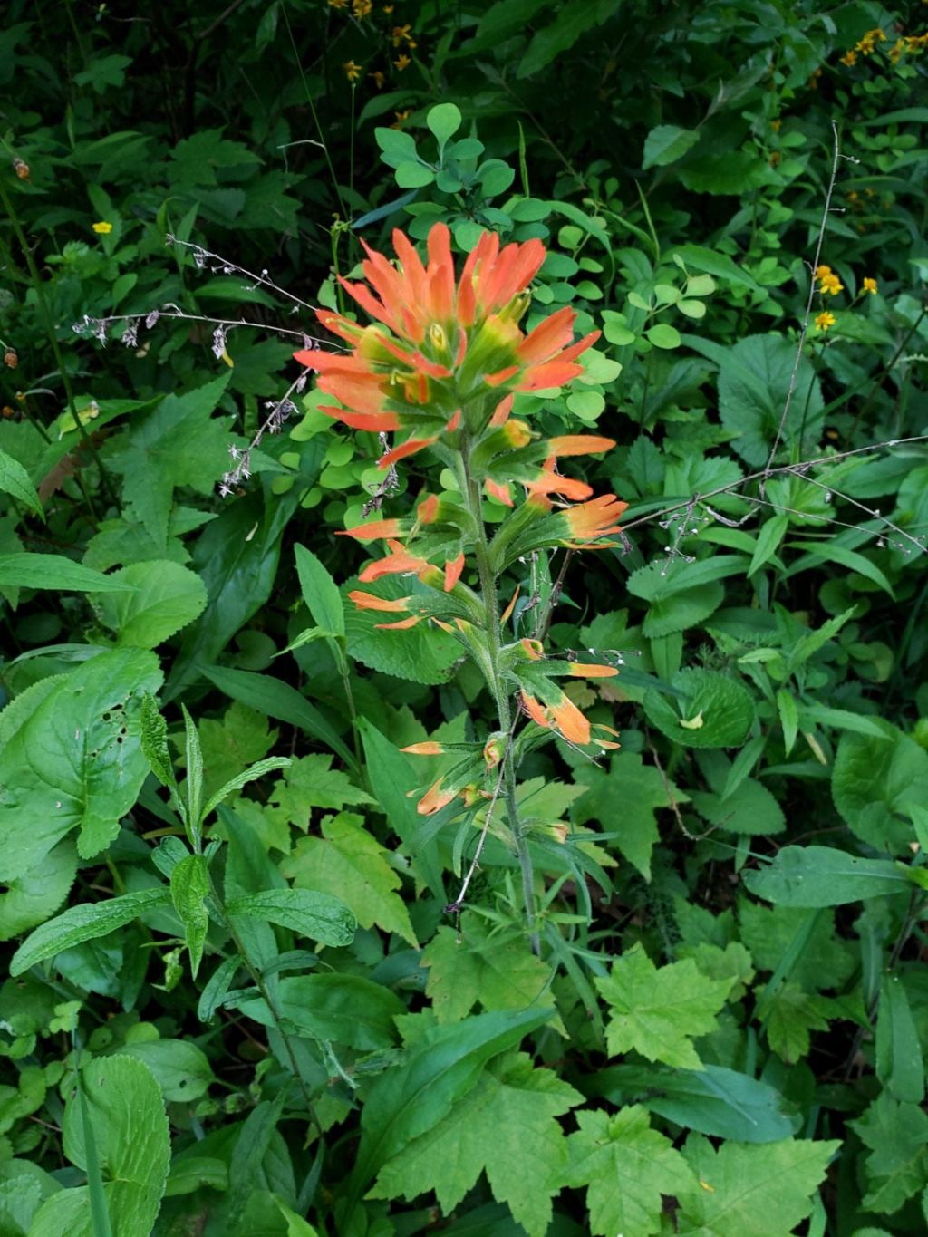 Indian paintbrush (Castilleja coccinea), a threatened species in Pennsylvania